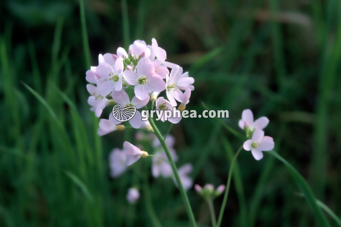 Cardamine des prés - fleurs - gryphea.com